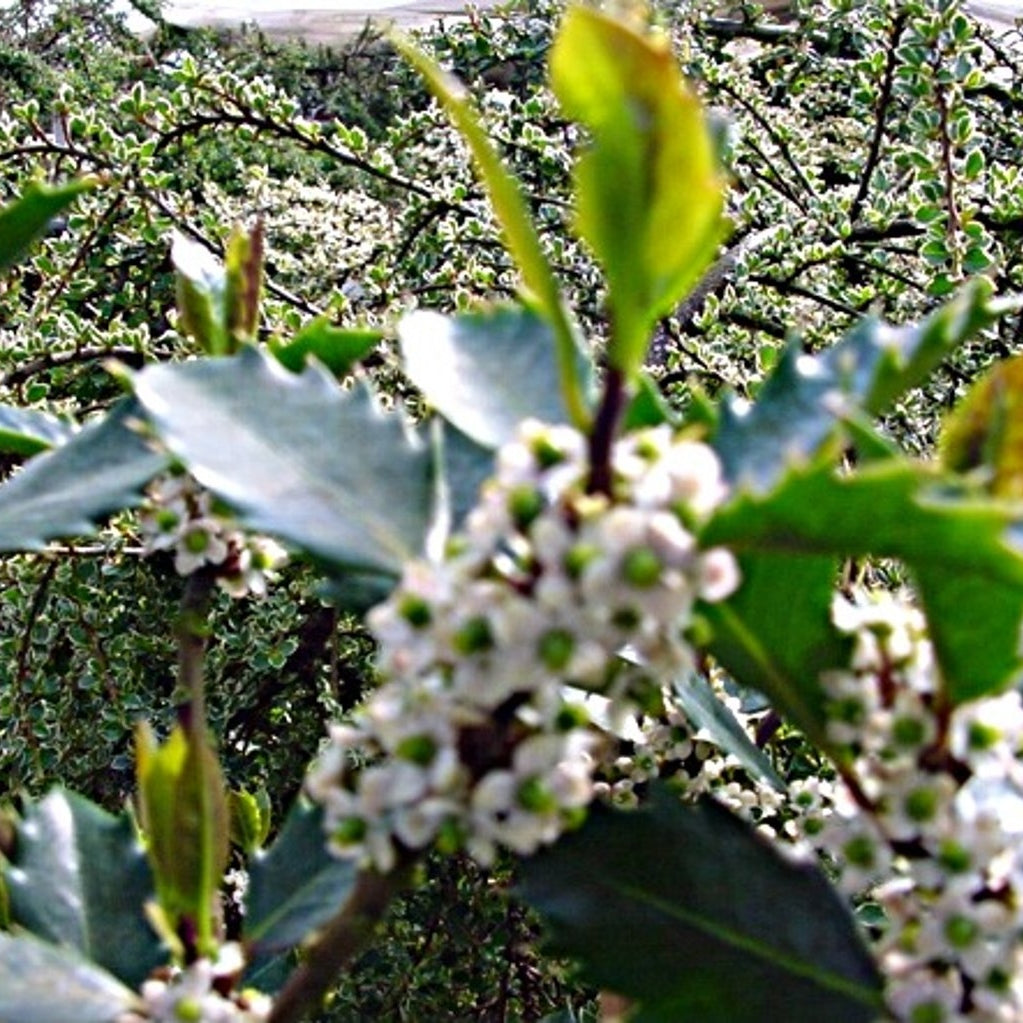 Järnek – Ilex aquifolium - C90 12/14 HO/ST